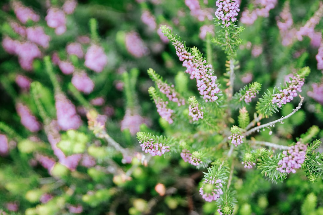 shallow focus photo of purple flowers