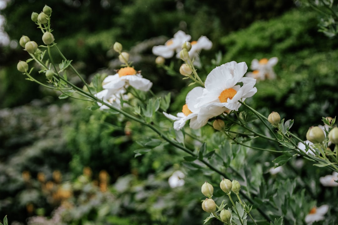 white-petaled flowers in close-up photography