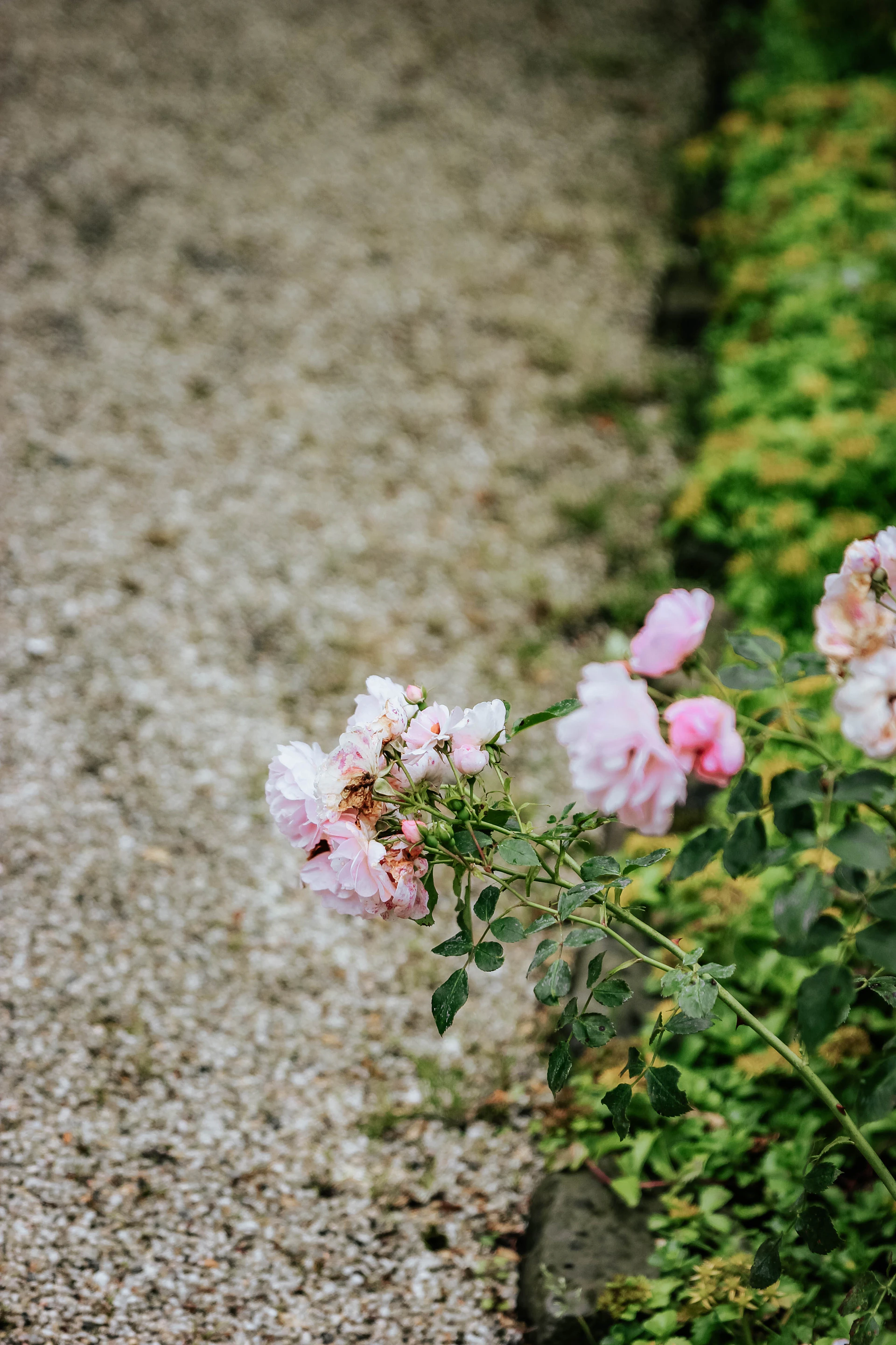 white-petaled flowers