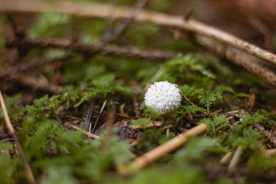 A small, white, spiky mushroom is situated on a bed of green moss and surrounded by brown twigs and earthy foliage. The natural setting is vibrant with various shades of green and brown, indicating a forest floor environment.