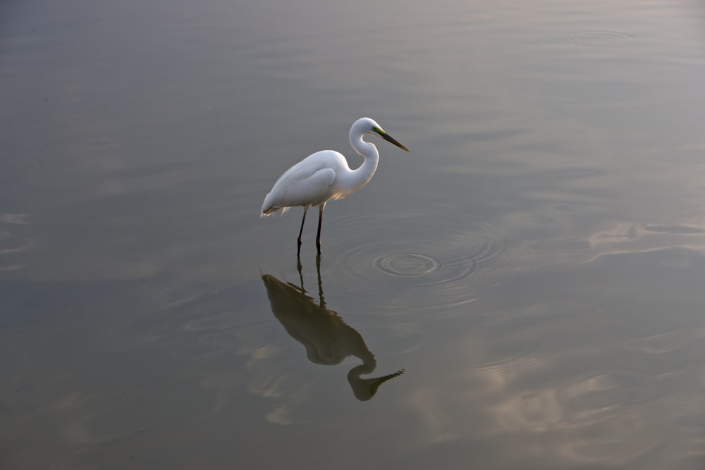white stork standing on body of water