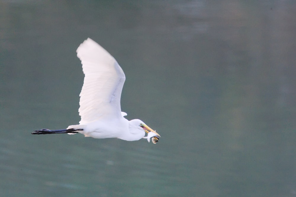 コウノトリが飛んでいる