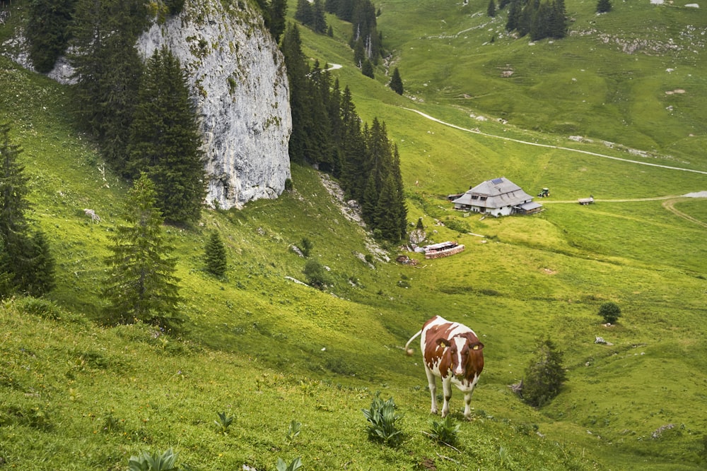 brown cattle grazing