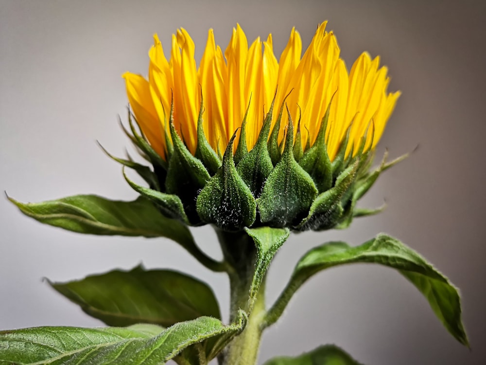 about to bloom yellow sunflower