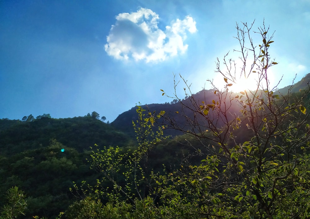 green-leafed plants during daytime