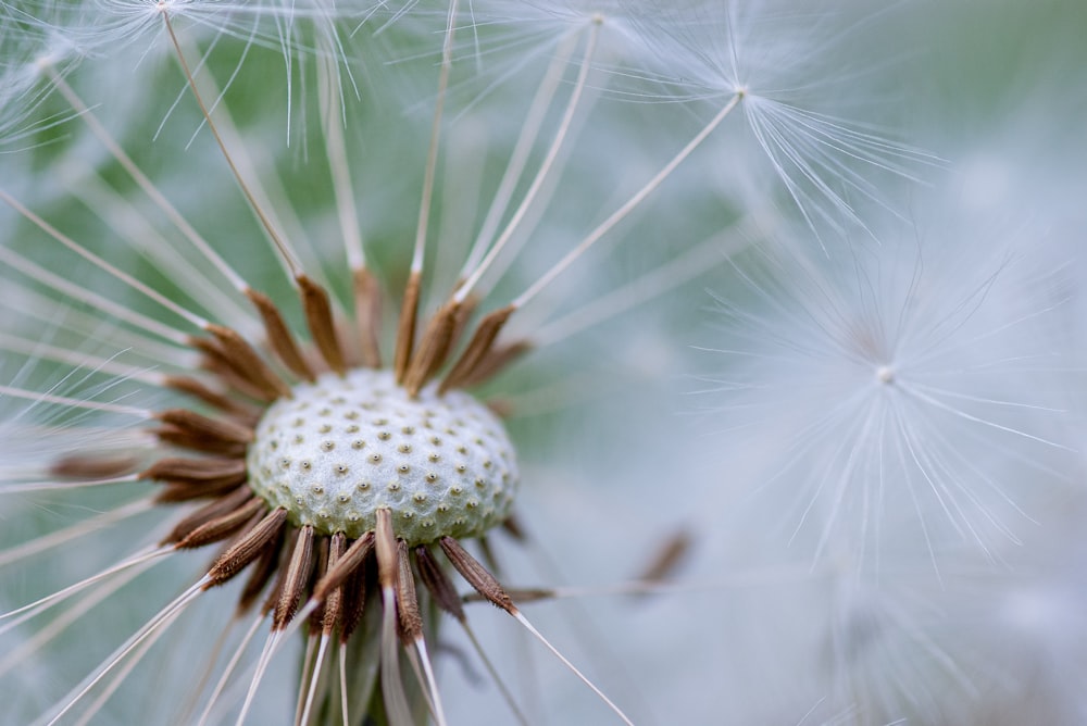 white dandelion