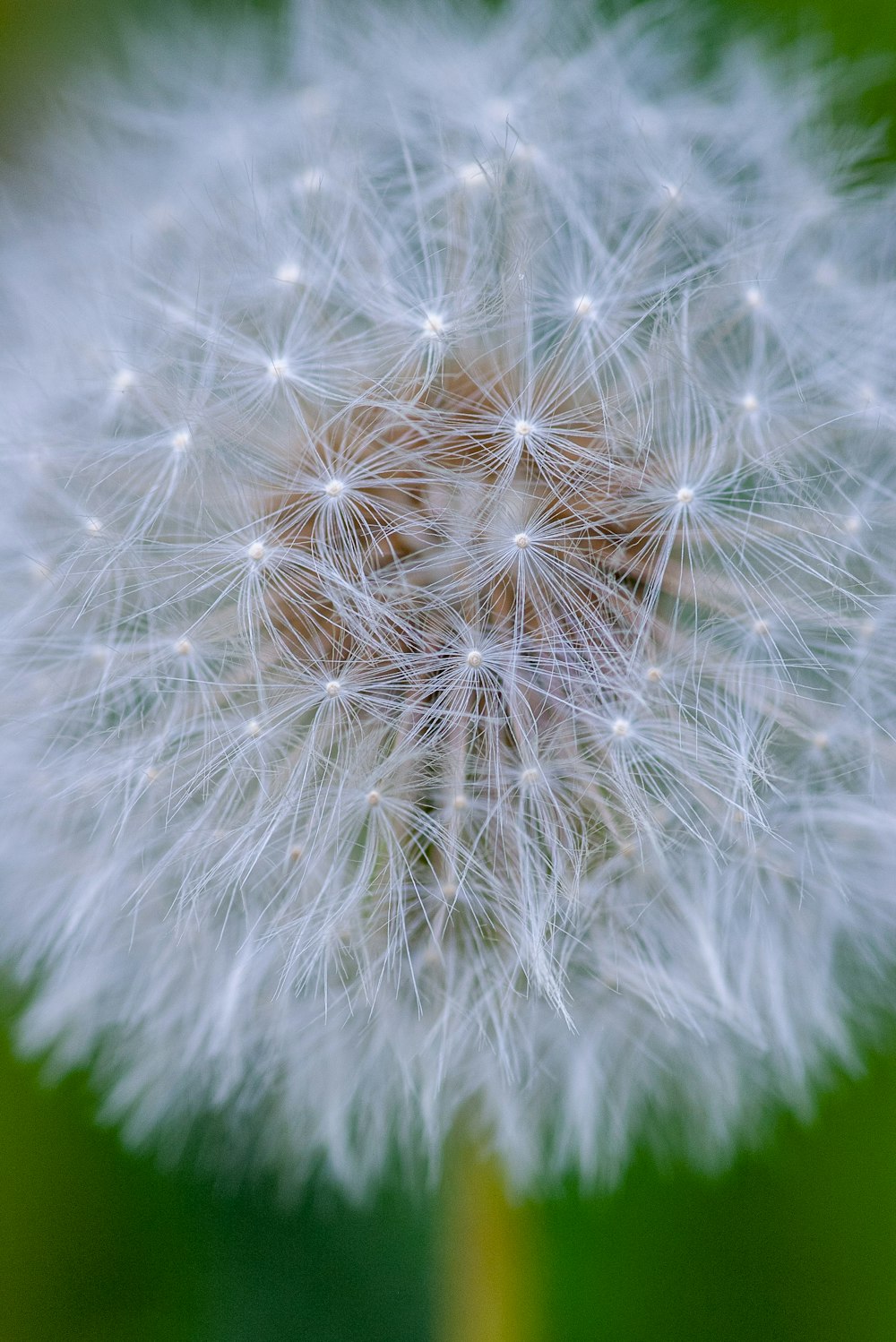 macro photography of white dandelion flower
