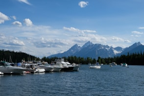 docked boats on water with pine trees at the distance