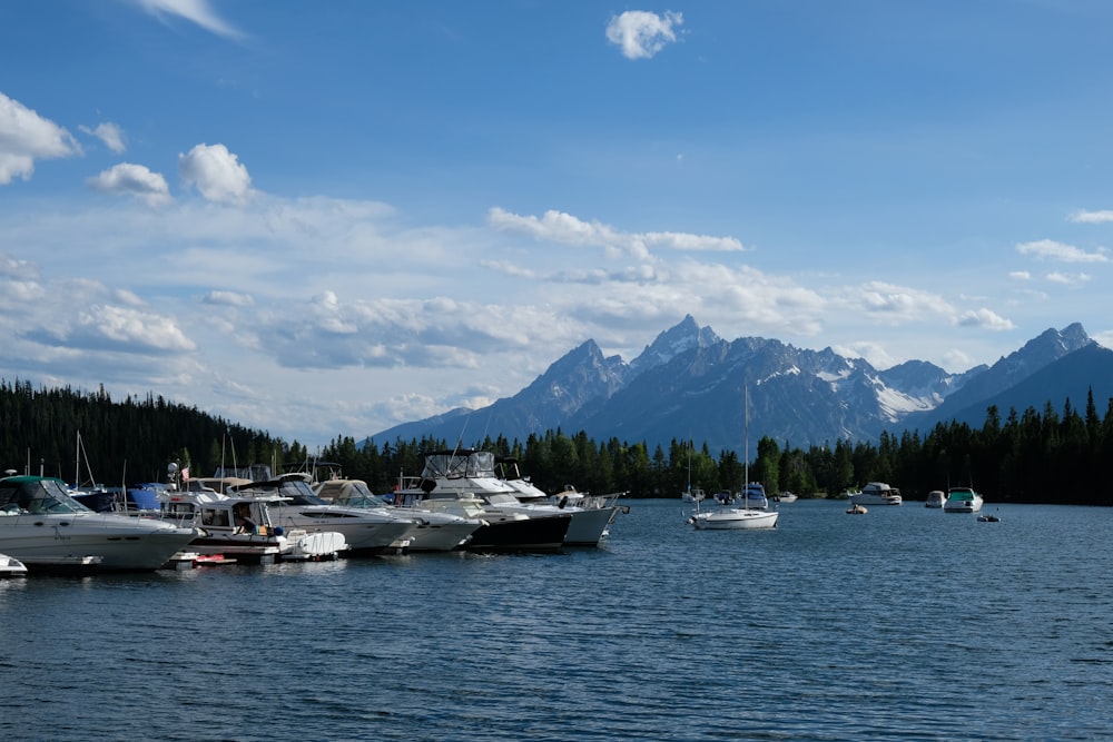 angedockte Boote auf dem Wasser mit Pinien in der Ferne