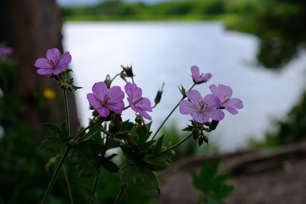 flores roxas em flor