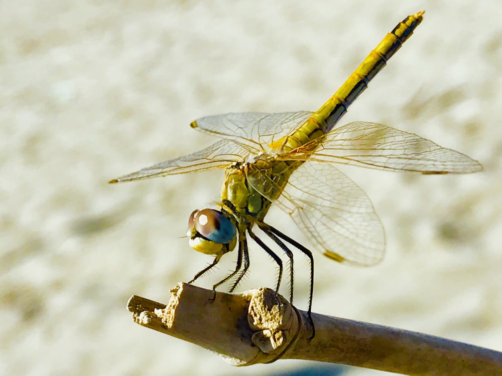 yellow dragonfly