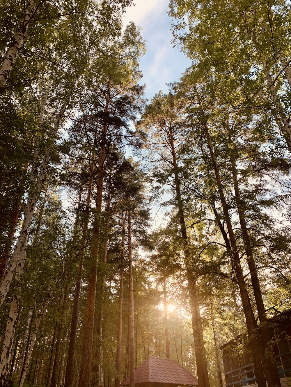 green leafed trees