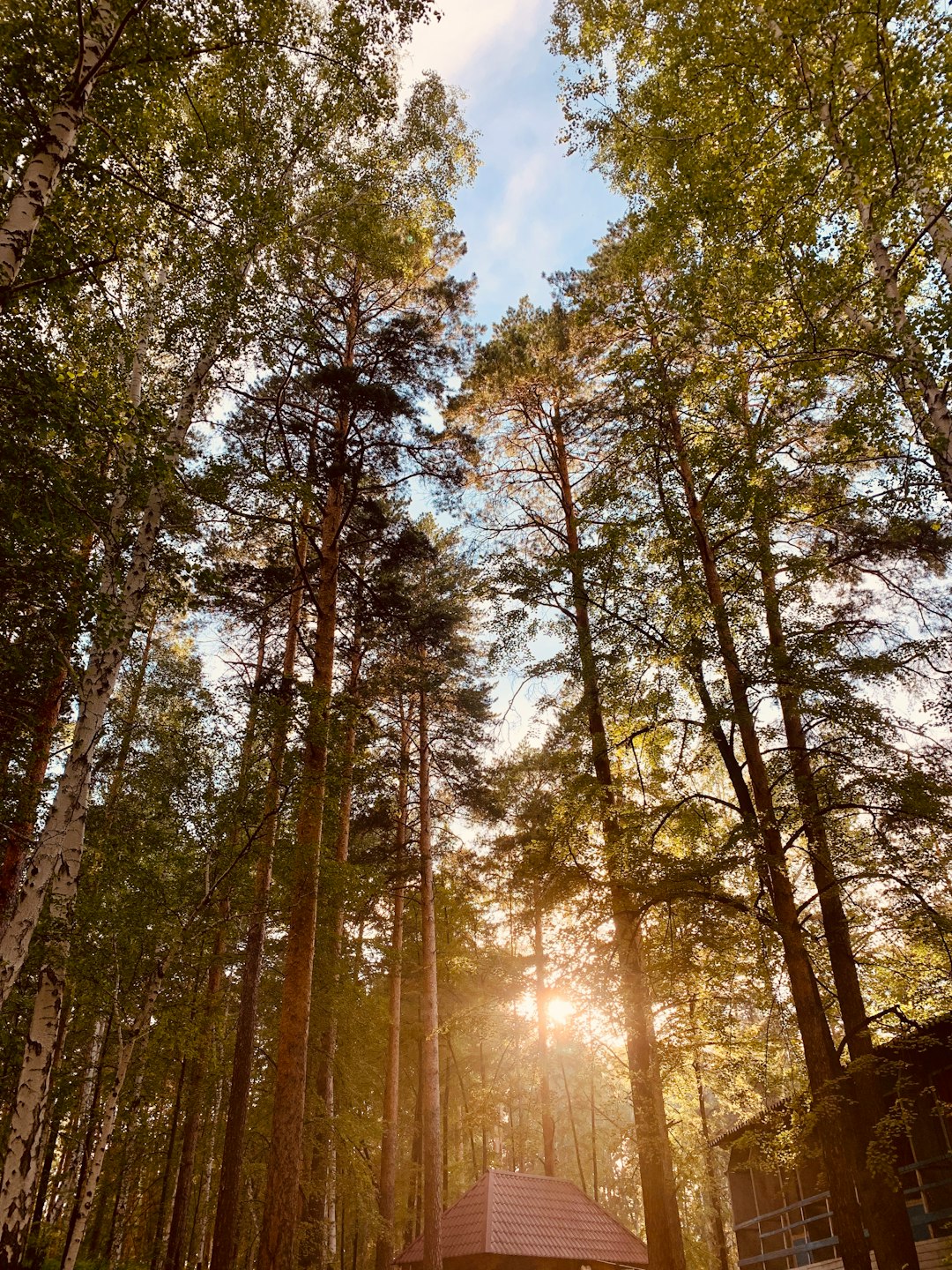 travelers stories about Forest in Pod"Yezd K Posolku Krasnyy Kamen', Russia