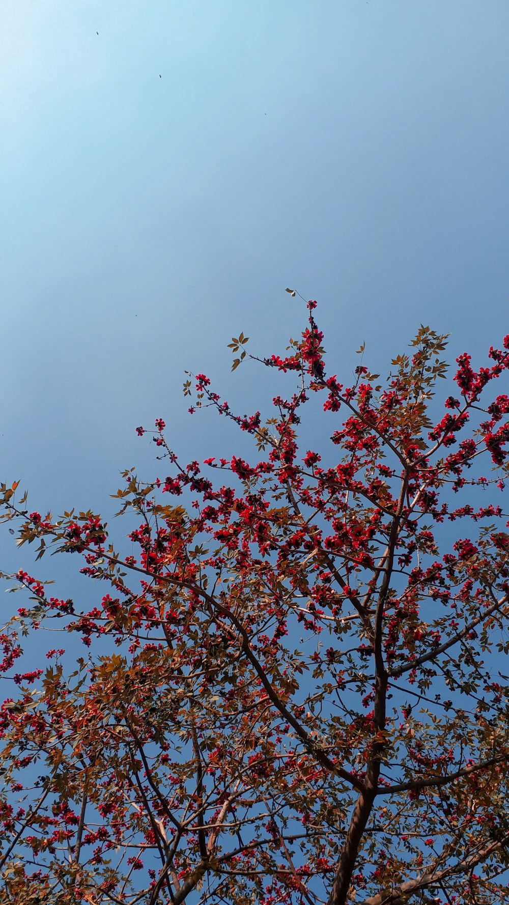 手前に赤い花、背景に青い空を持つ木