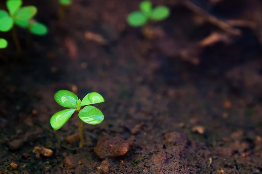 A single green sprout in soil