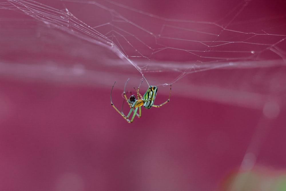 selective focus photo of green and brown spider