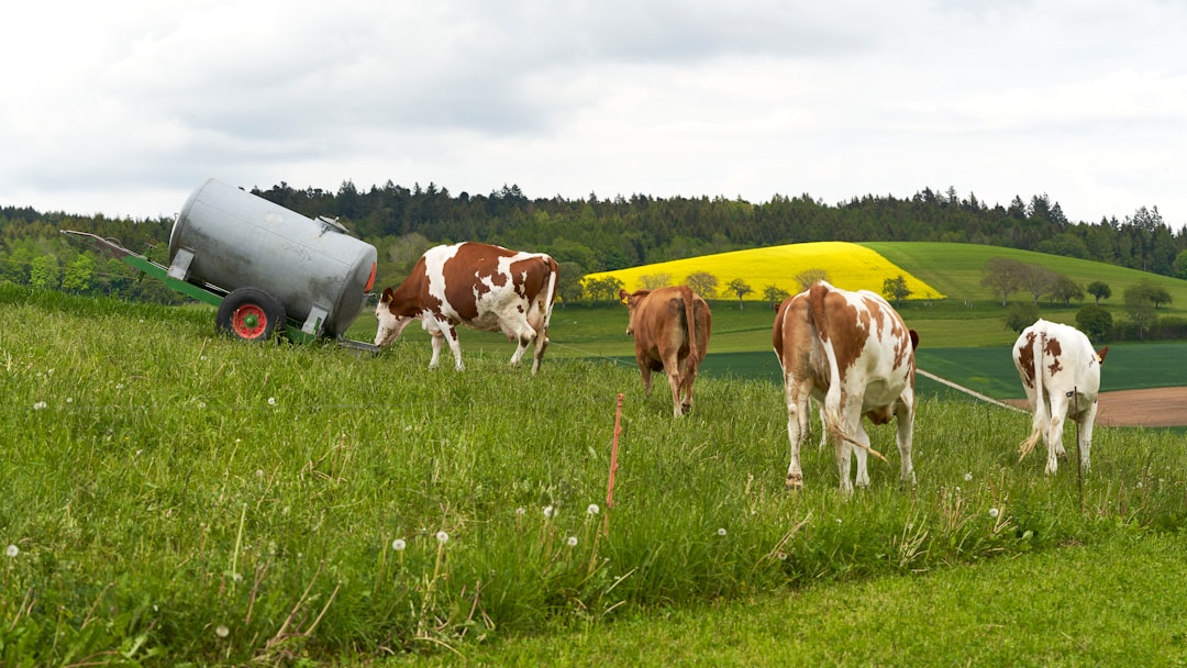 Immersion à la ferme