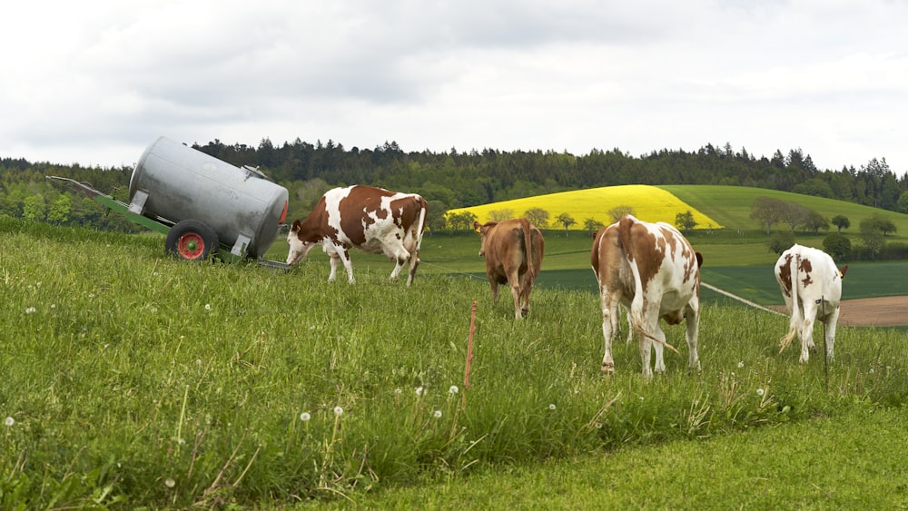 herd of cattle on grass field