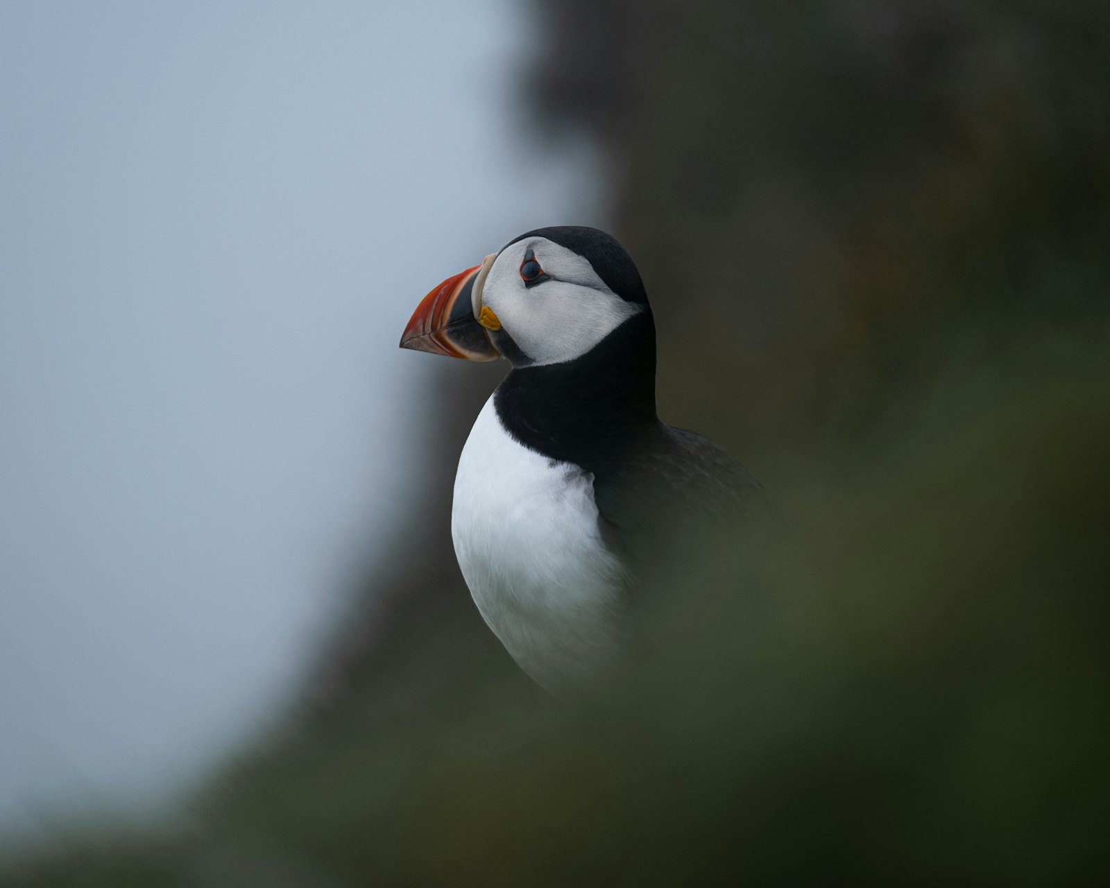 Fujifilm XF 50-140mm F2.8 R LM OIS WR sample photo. White and black puffin photography