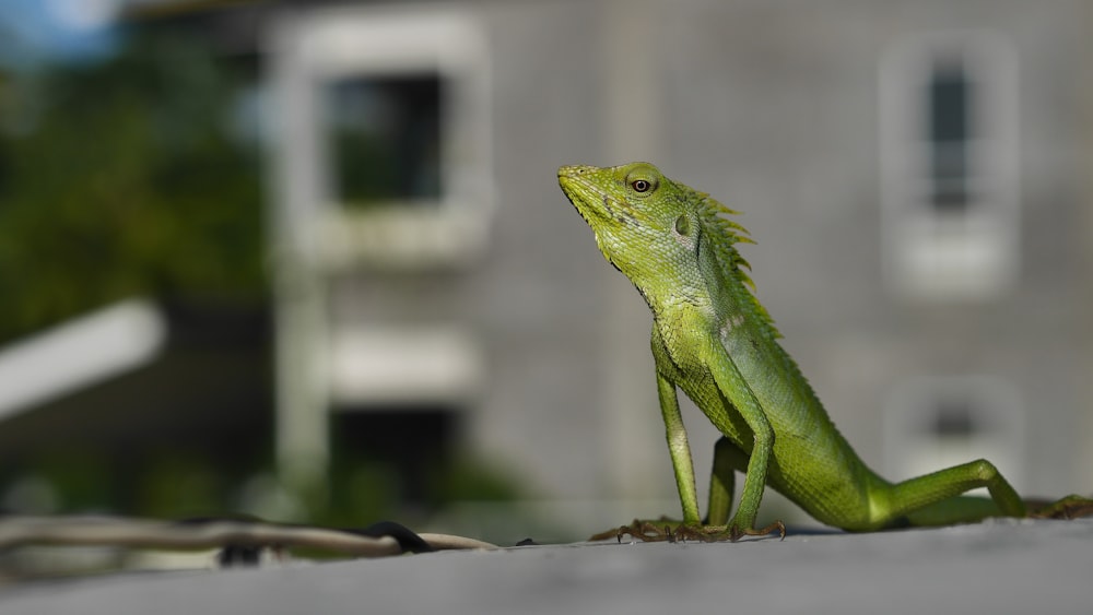 green reptile