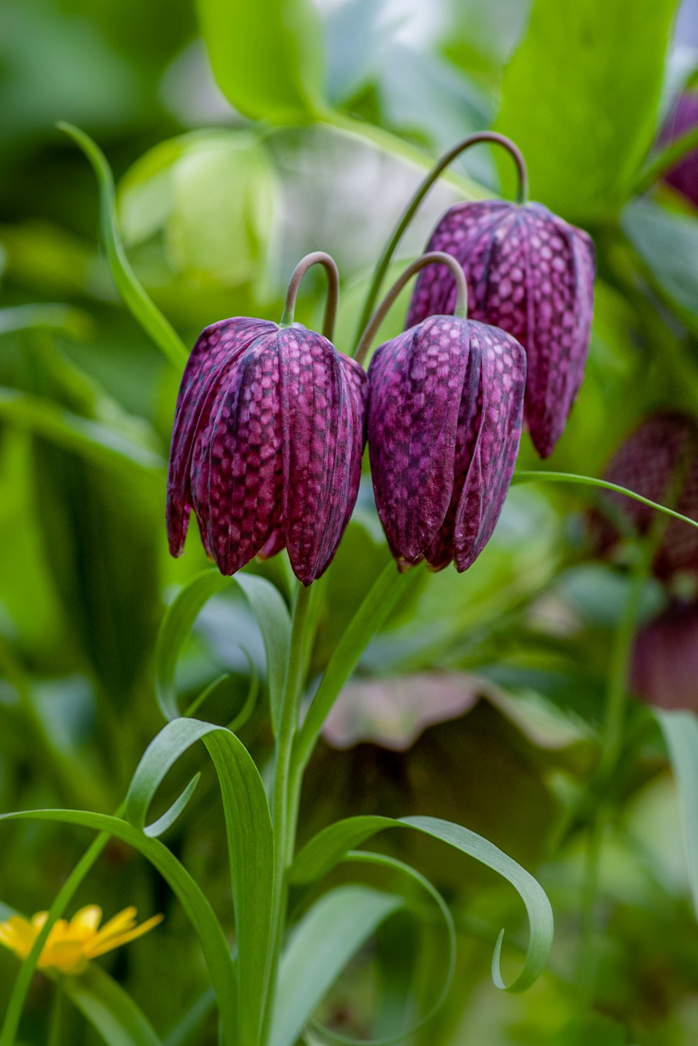 purple petaled flower