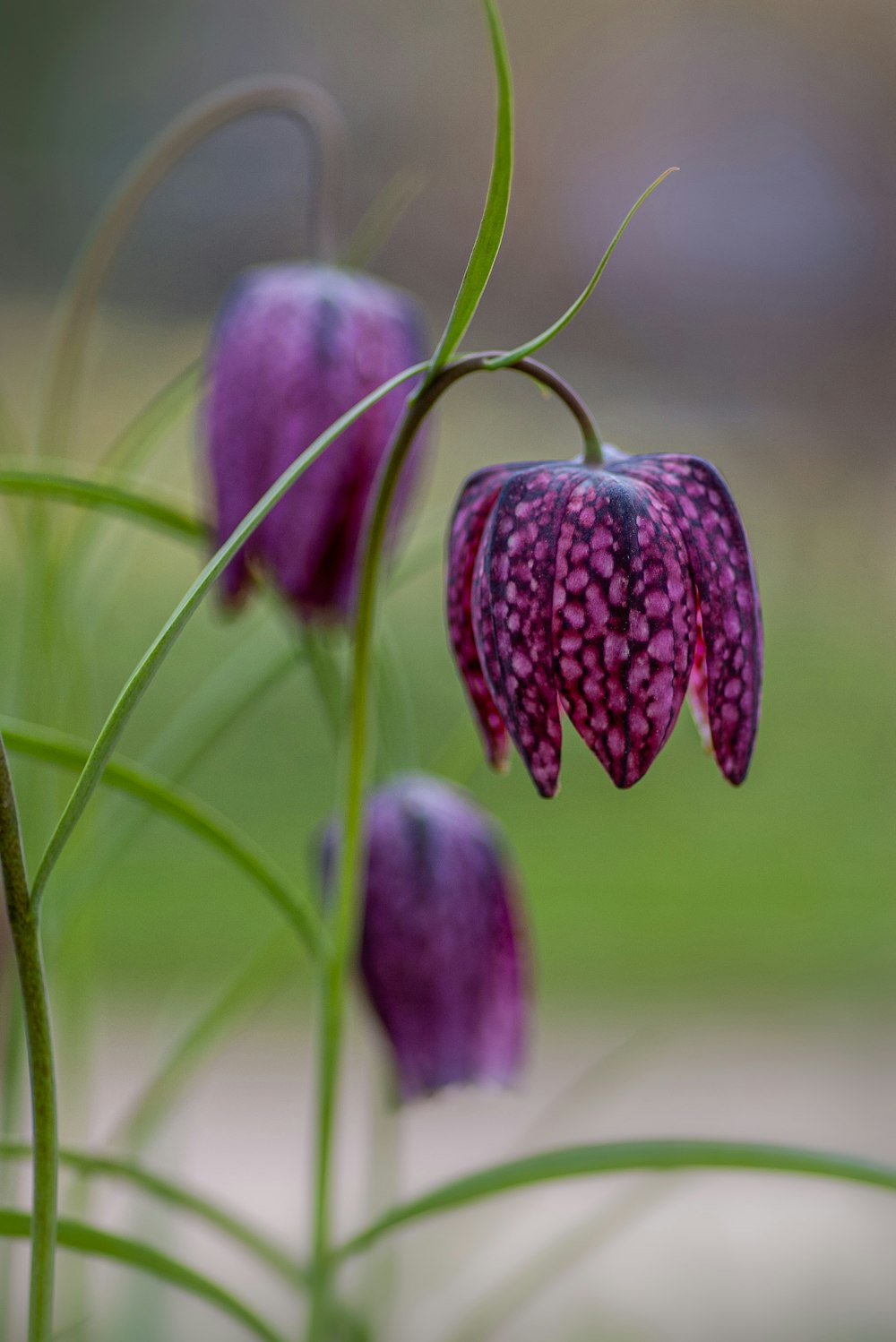 purple-petaled flowers