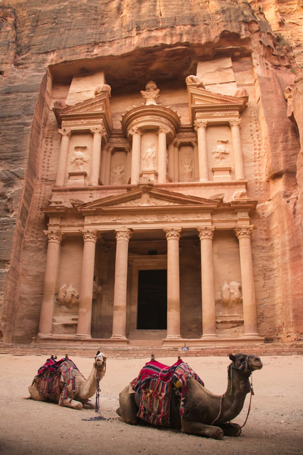 two camels near brown buildings