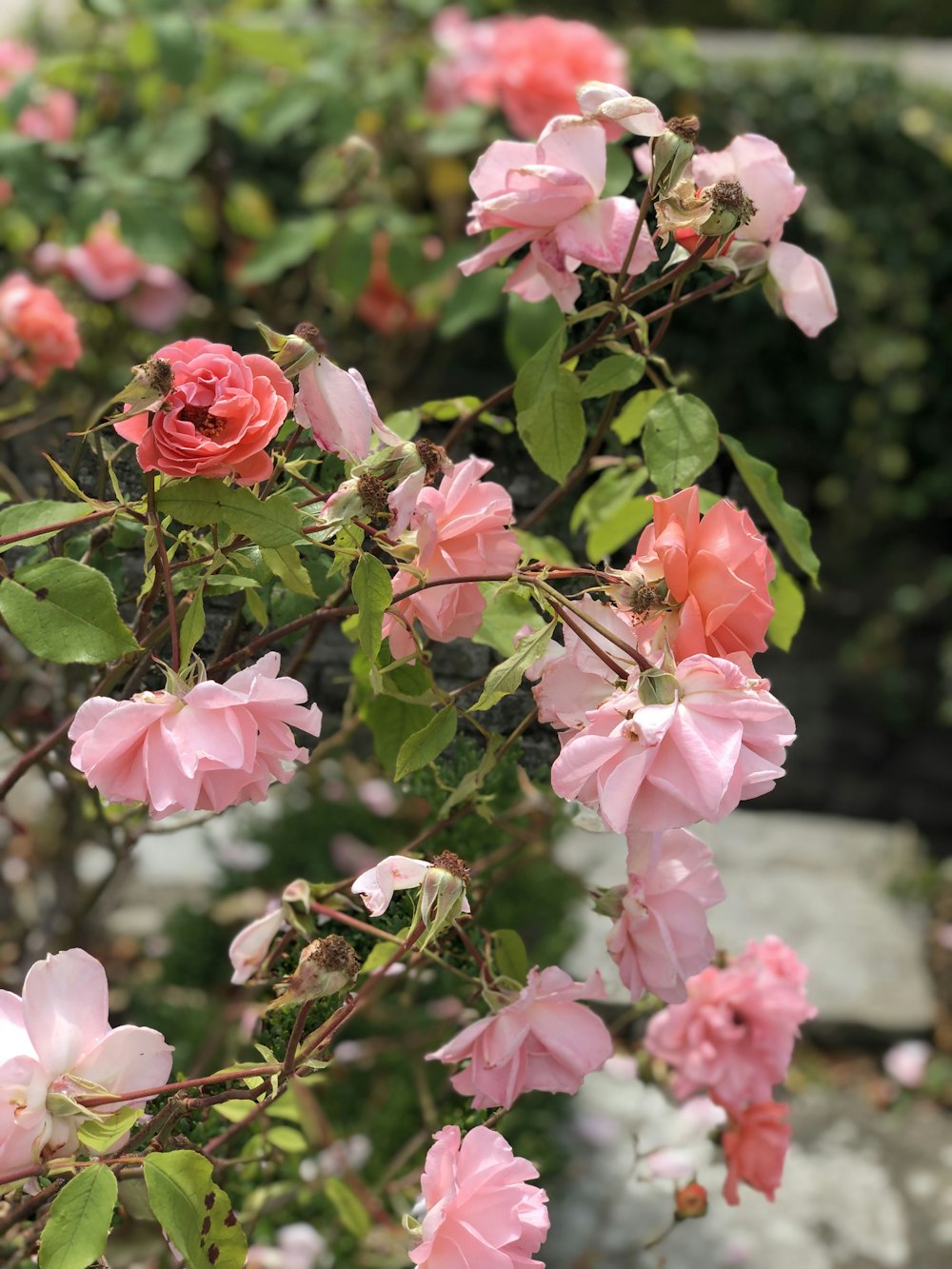 closeup photo of pink flowers