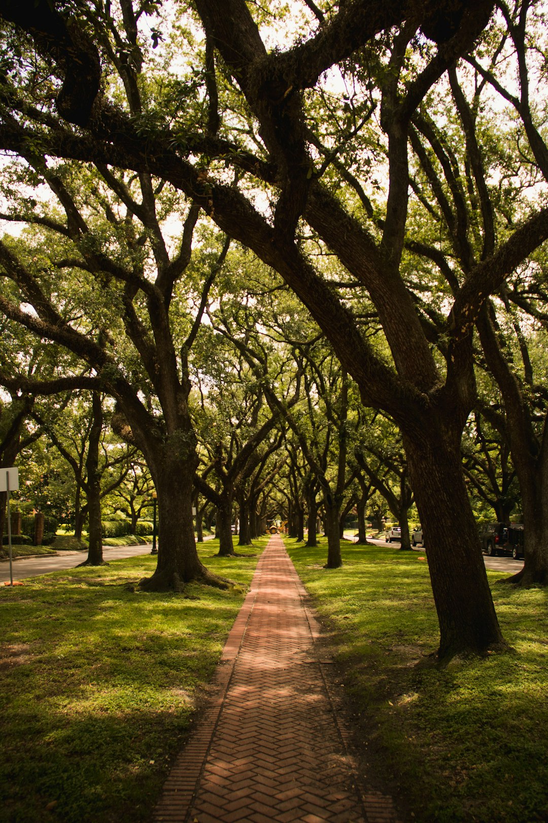 grey pathway between trees during daytime