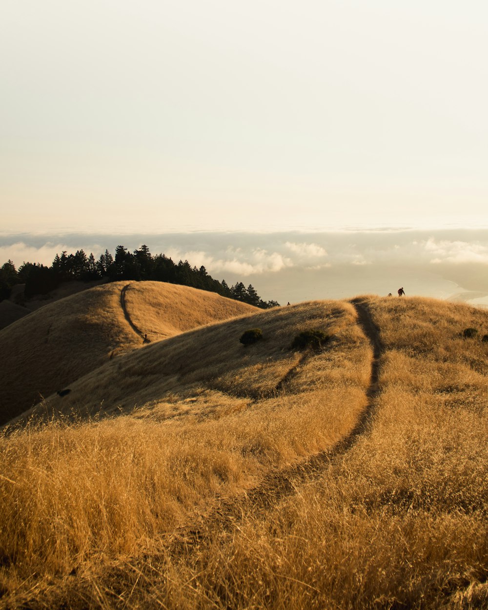 a grassy hill with a trail going through it