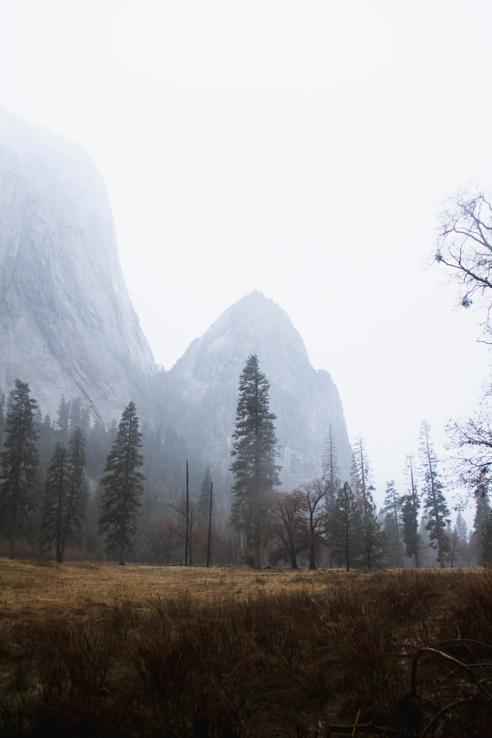 a foggy mountain with trees in the foreground