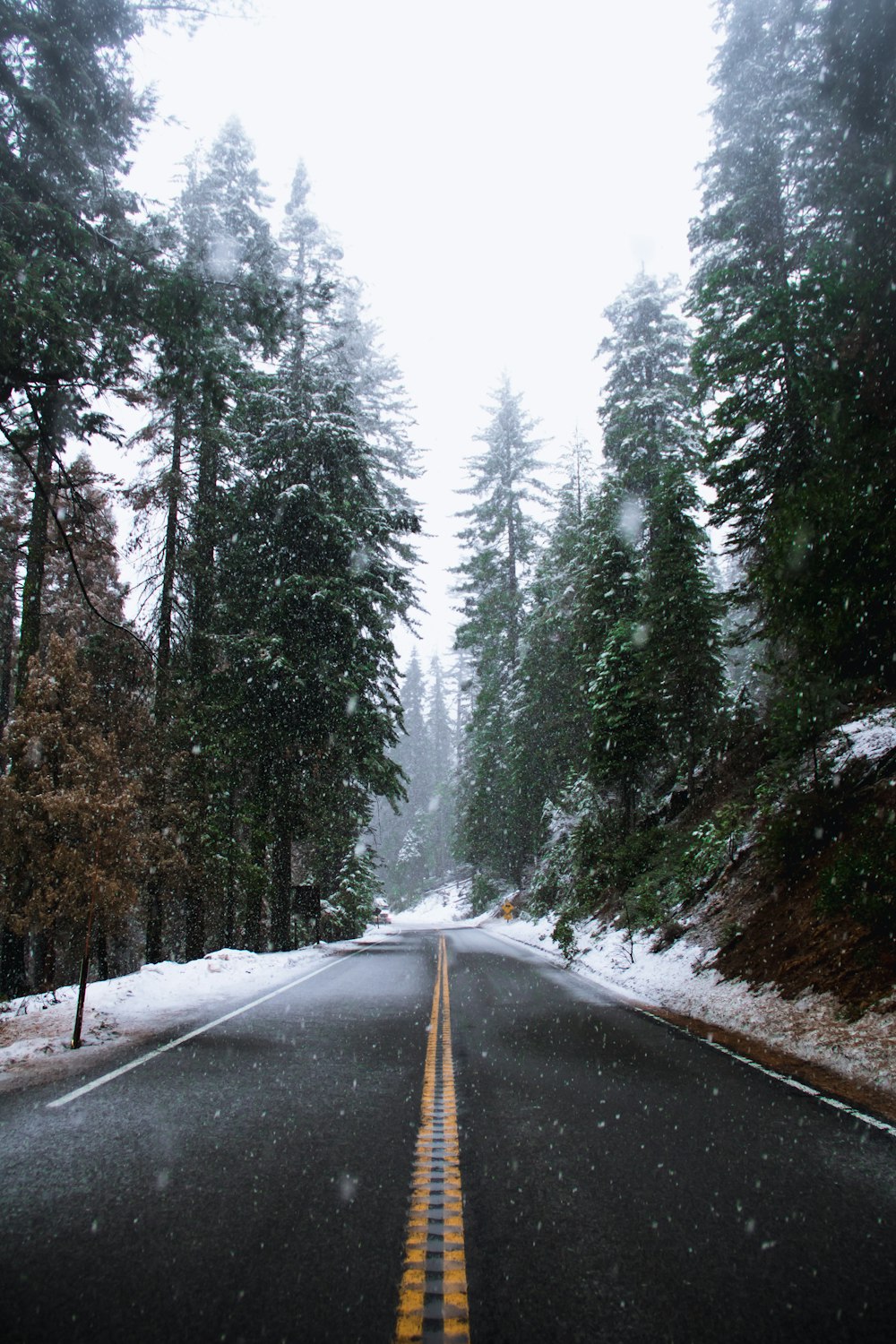 road near trees during winter