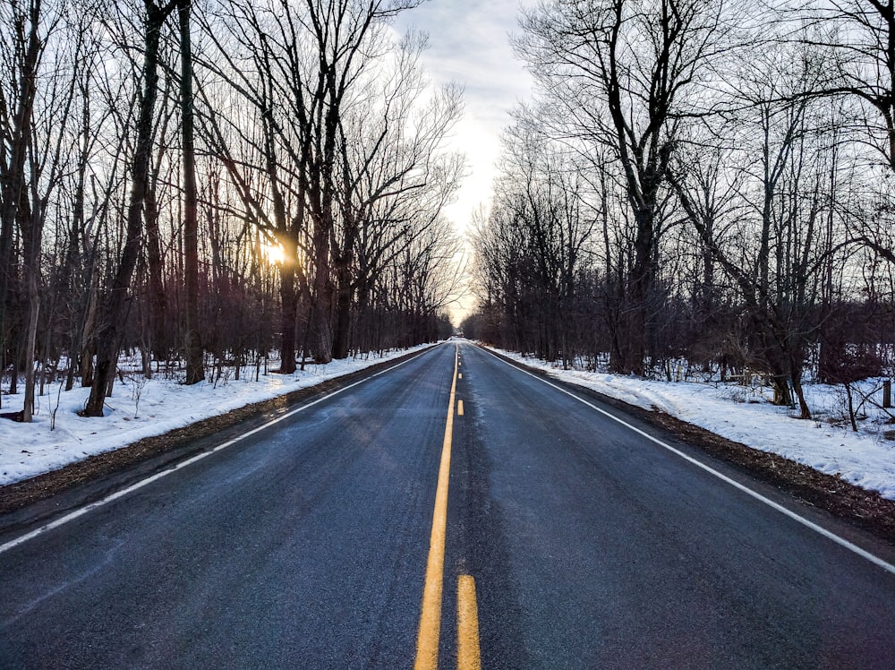 yellow line on road beside leafless trees