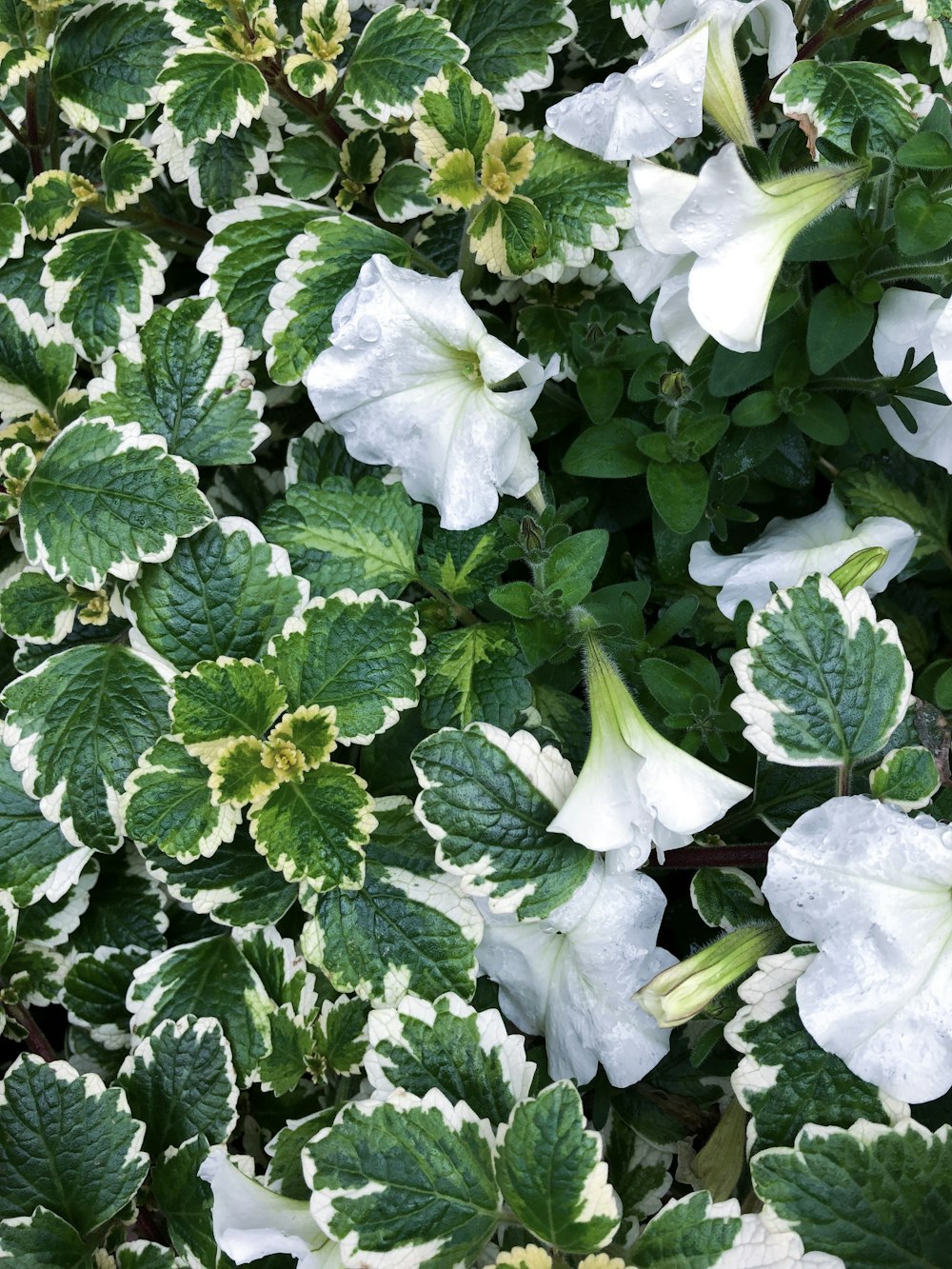 white-petaled flowers