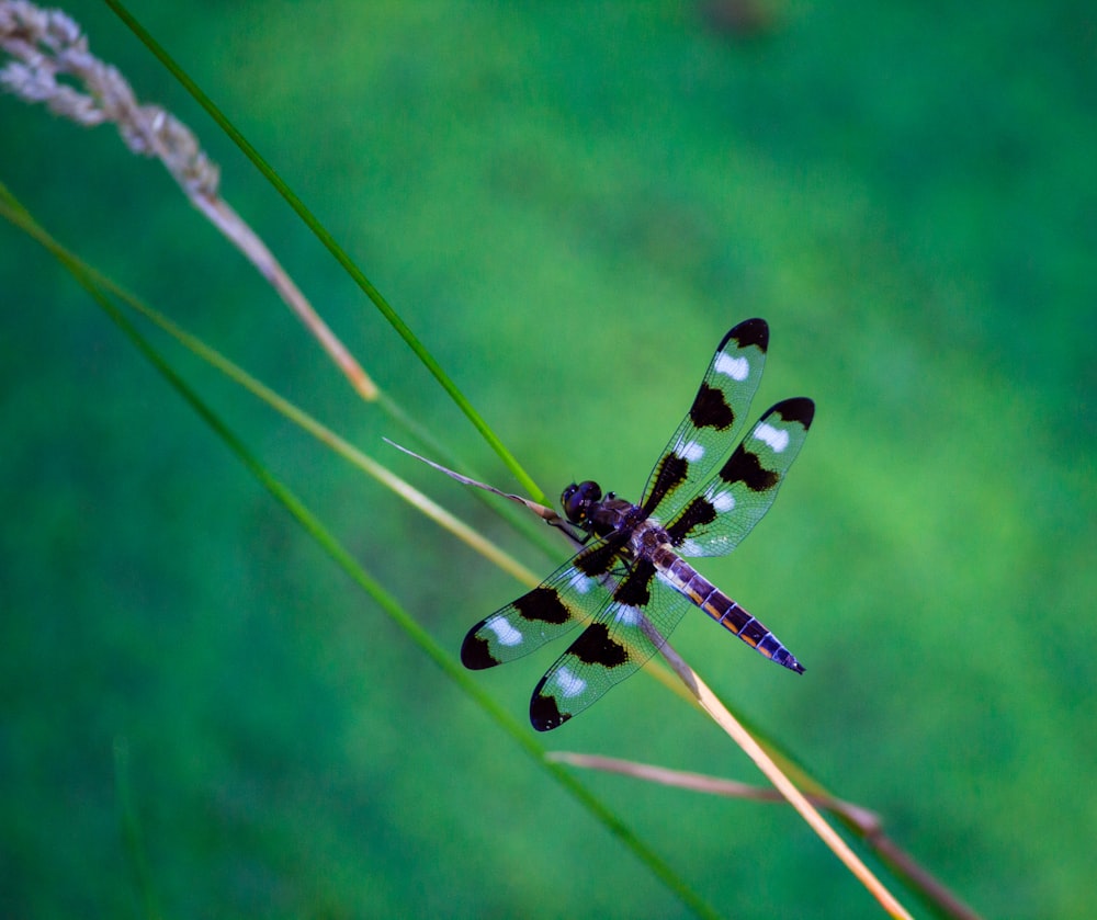 focus photography of black dragonfly