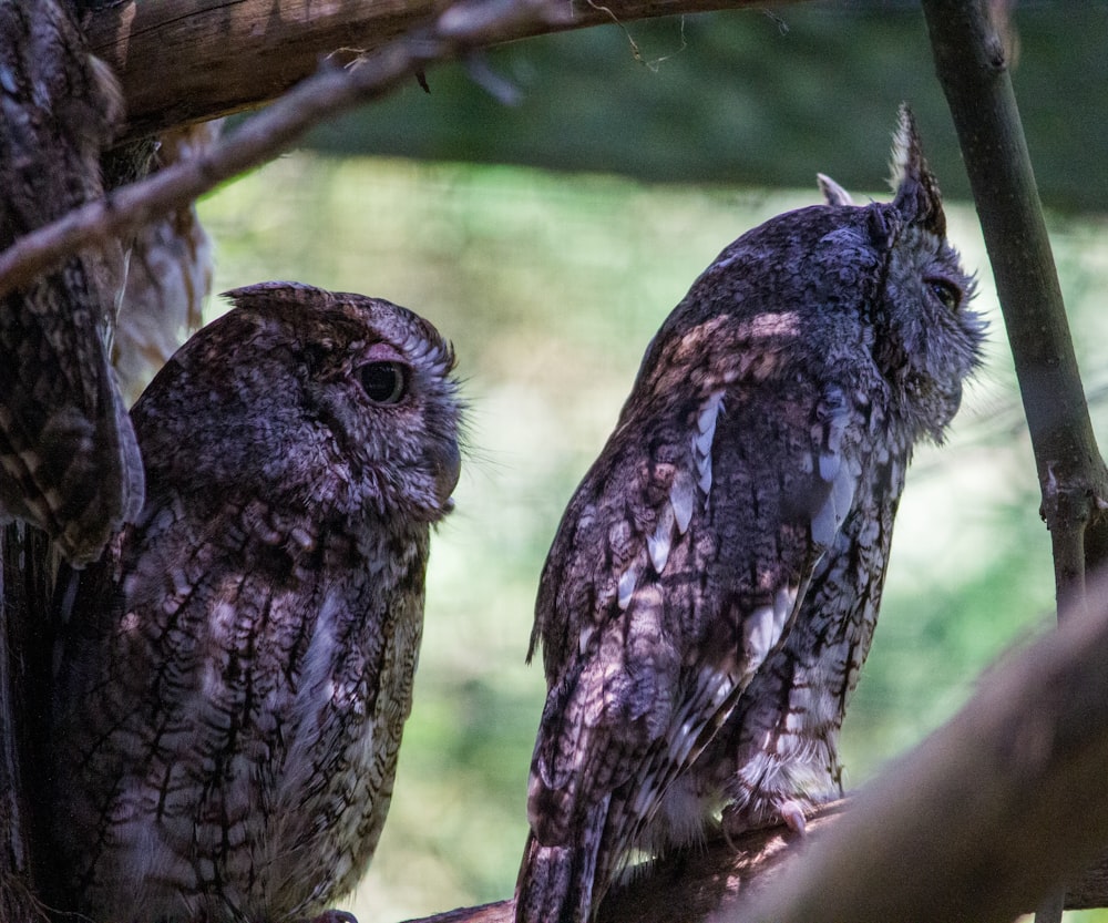 two owls