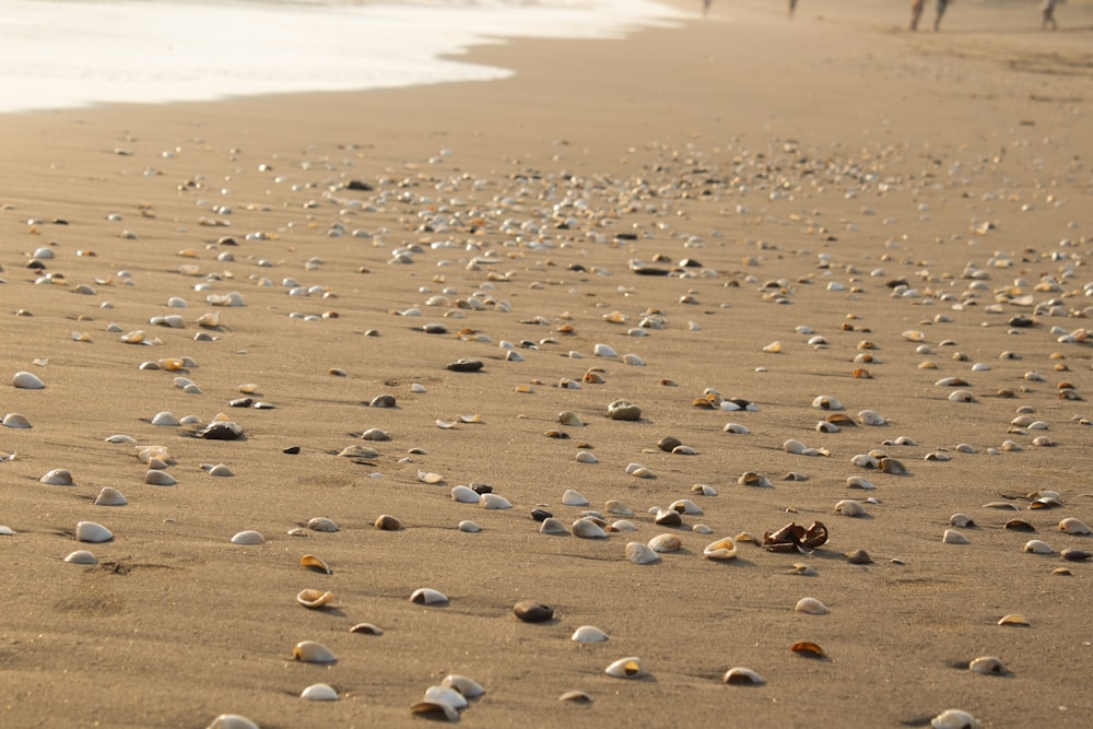 gray and brown rocks near seashore