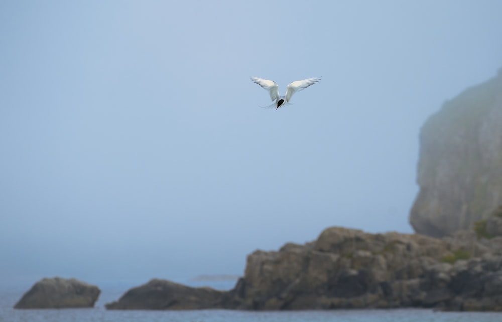 white and b lack bird lying above body of water during daytime