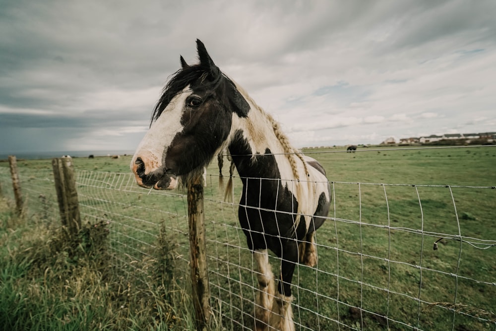 white and black horse