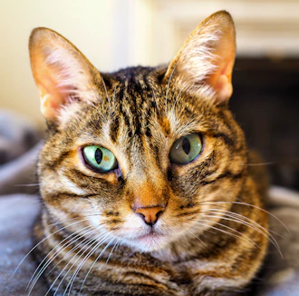 brown tabby cat