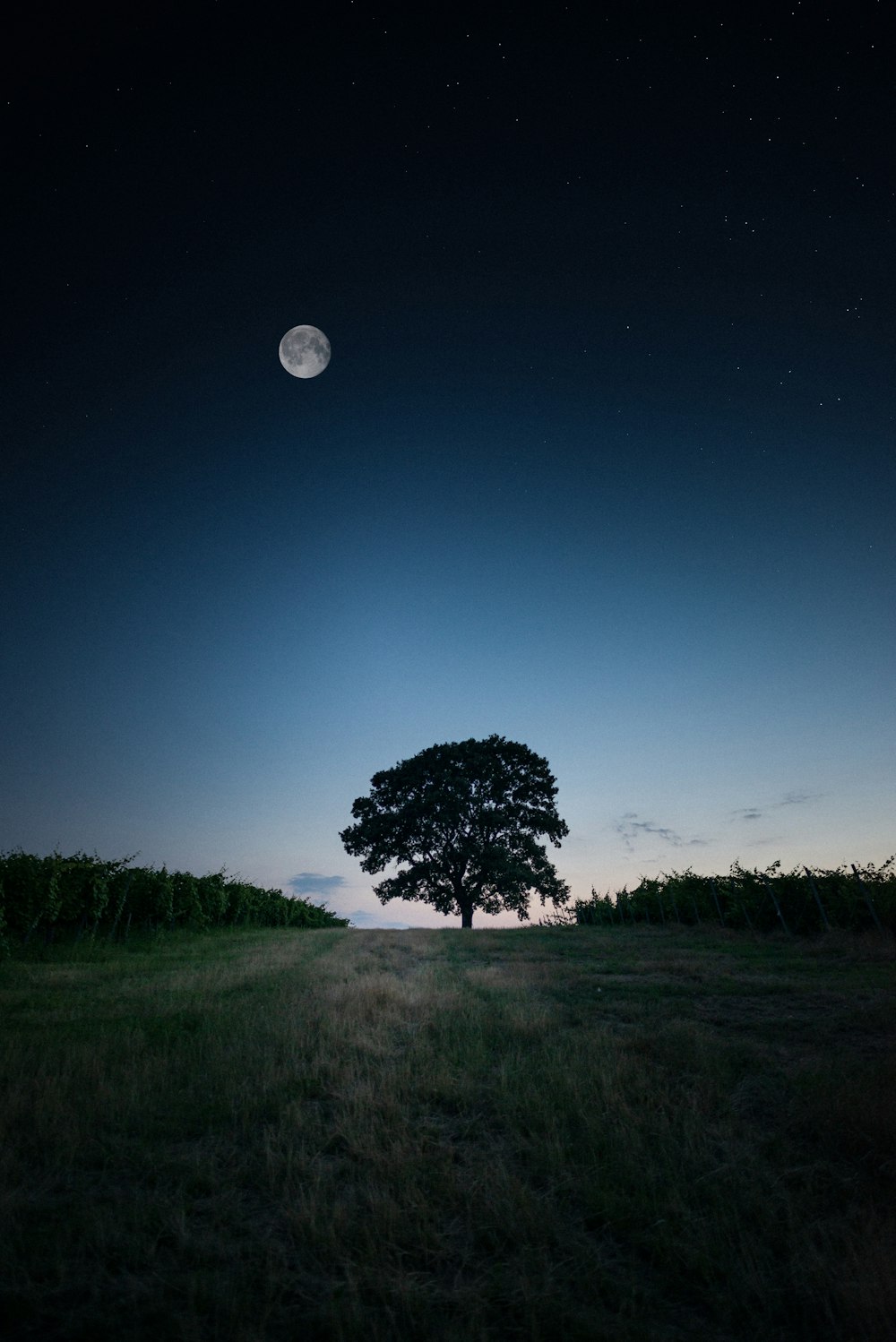 tree on grass near plant field during night