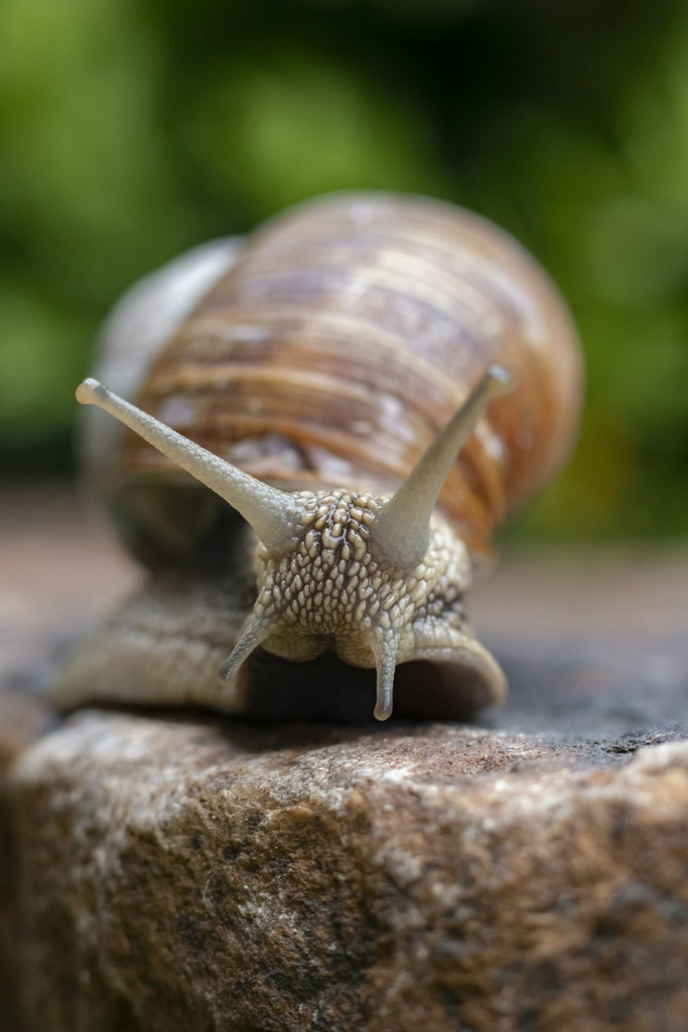 caracol marrón