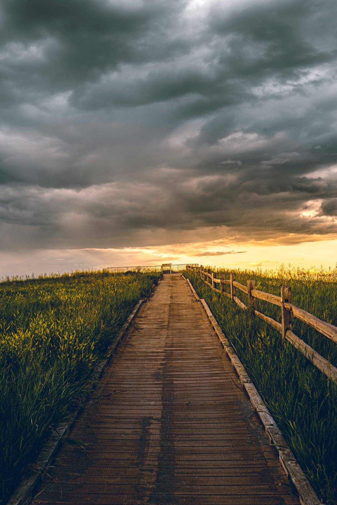 brown wooden pathway