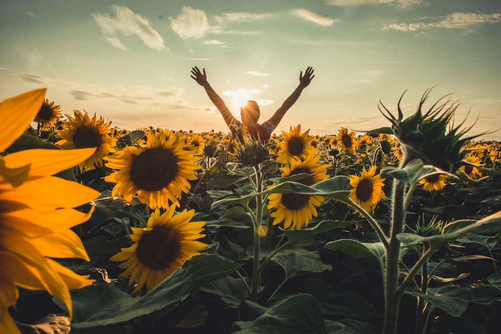 person standing on field of flowers