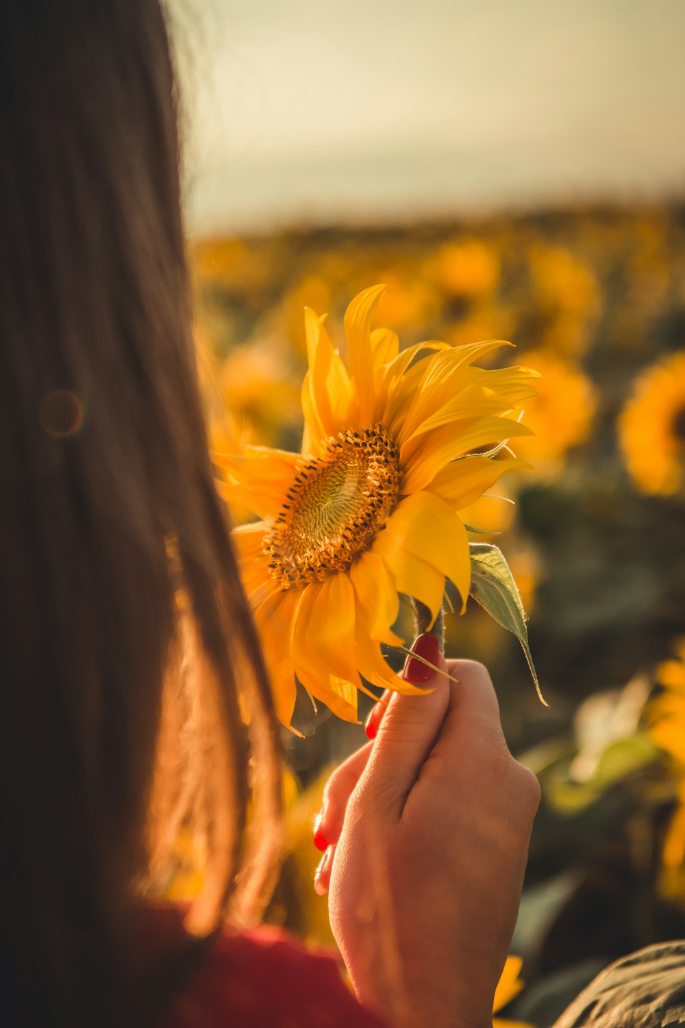 woman holding sunflower