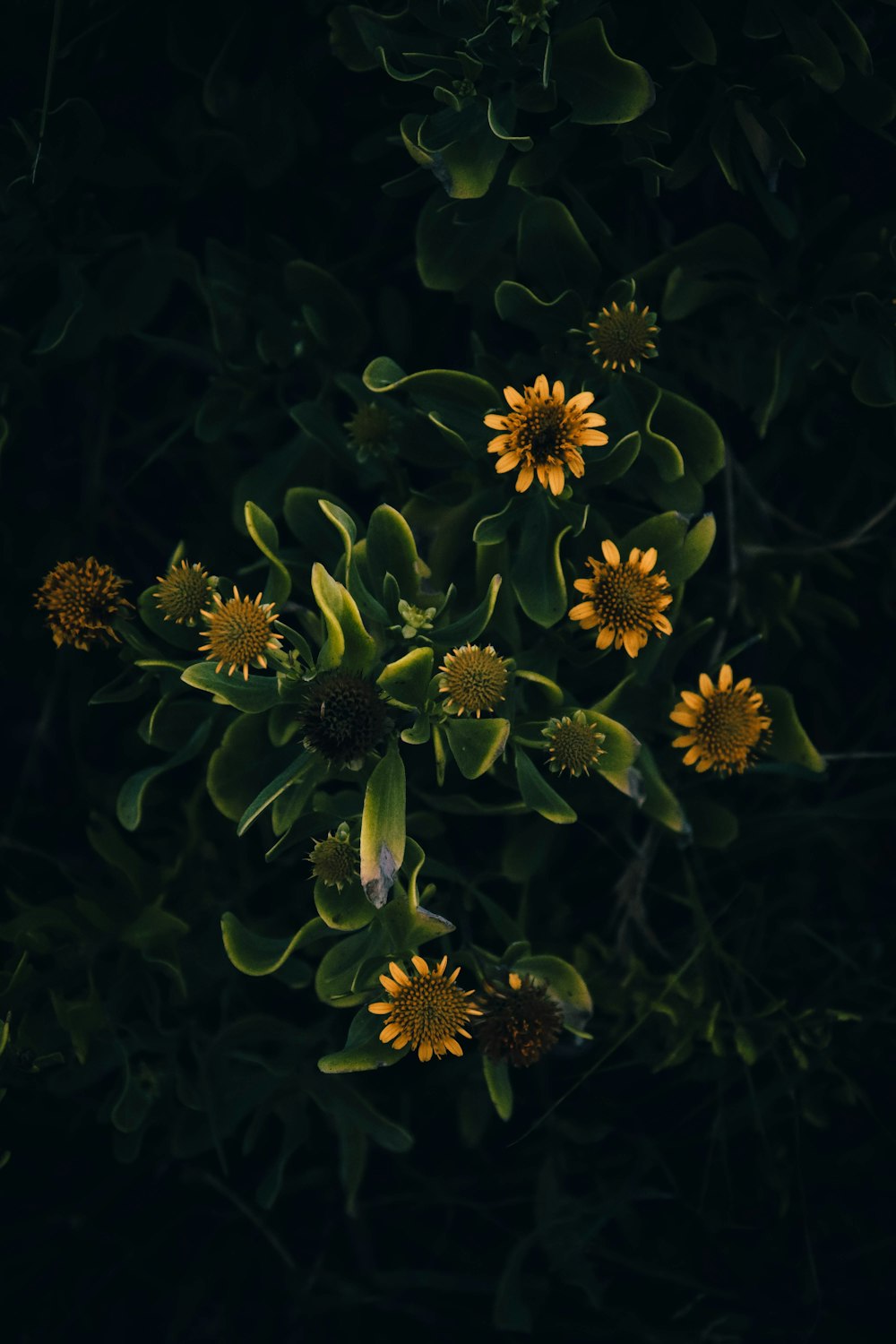 yellow petaled flowers