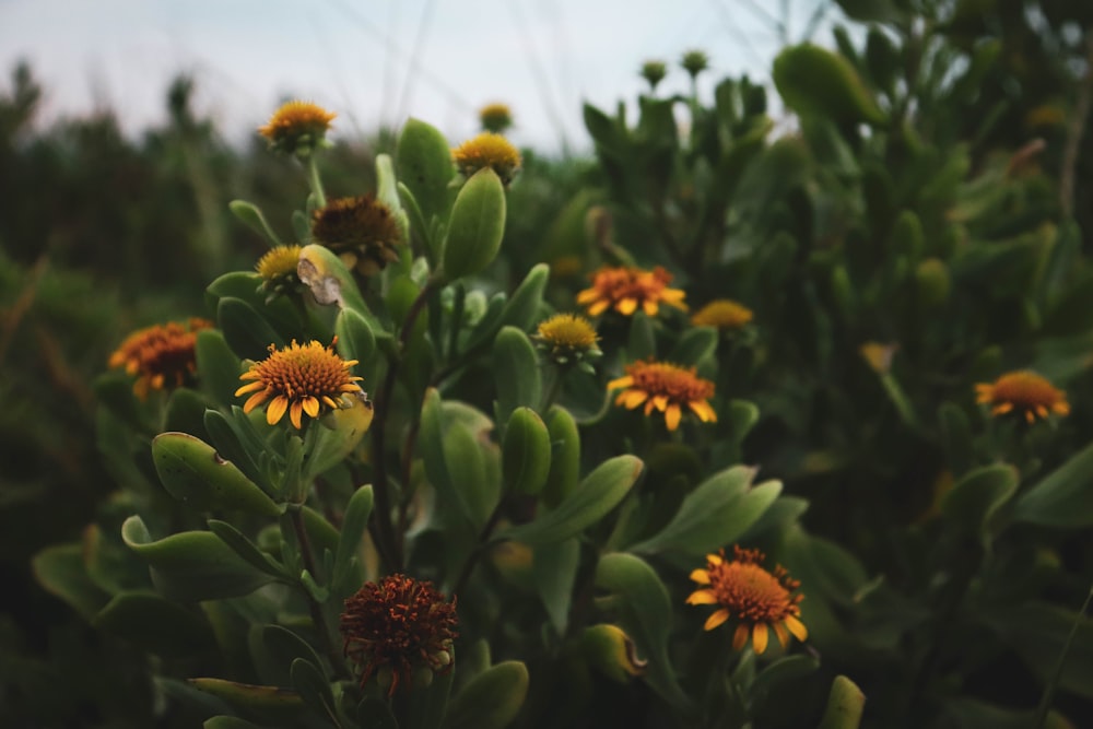 sunflowers