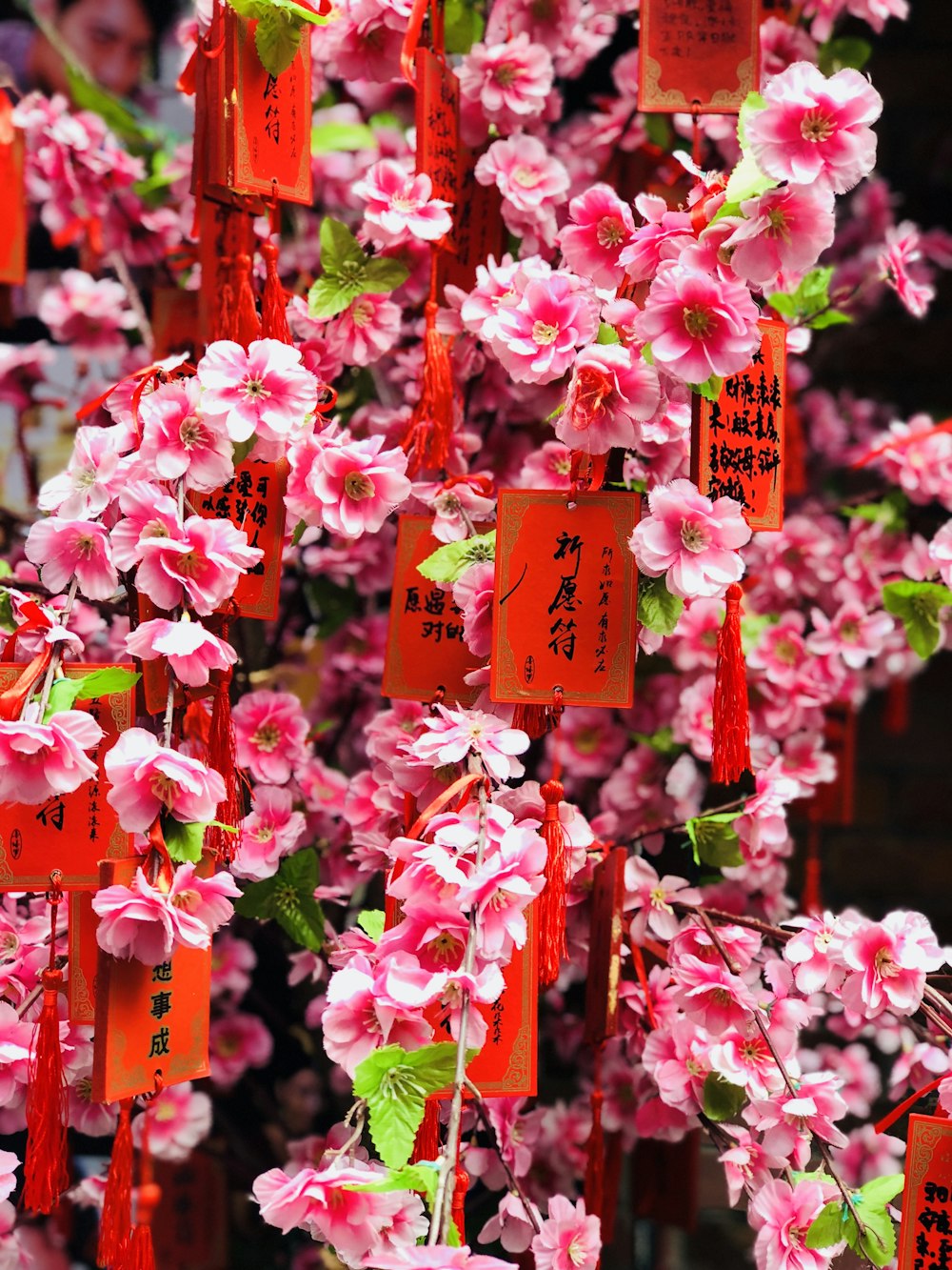 pink petaled flowers