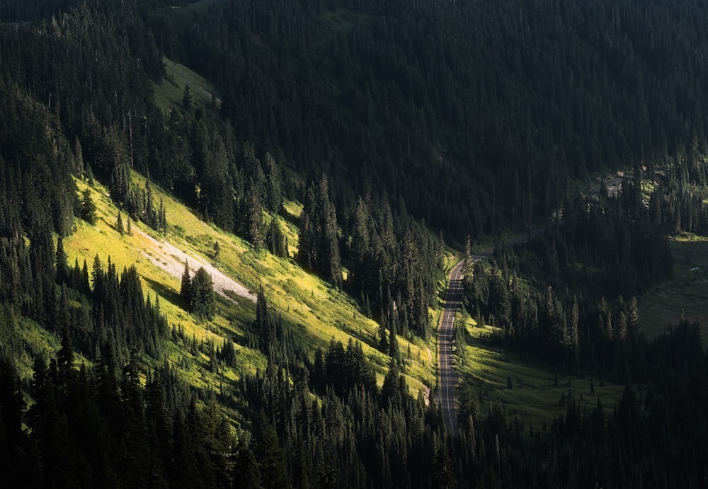 forest during daytime