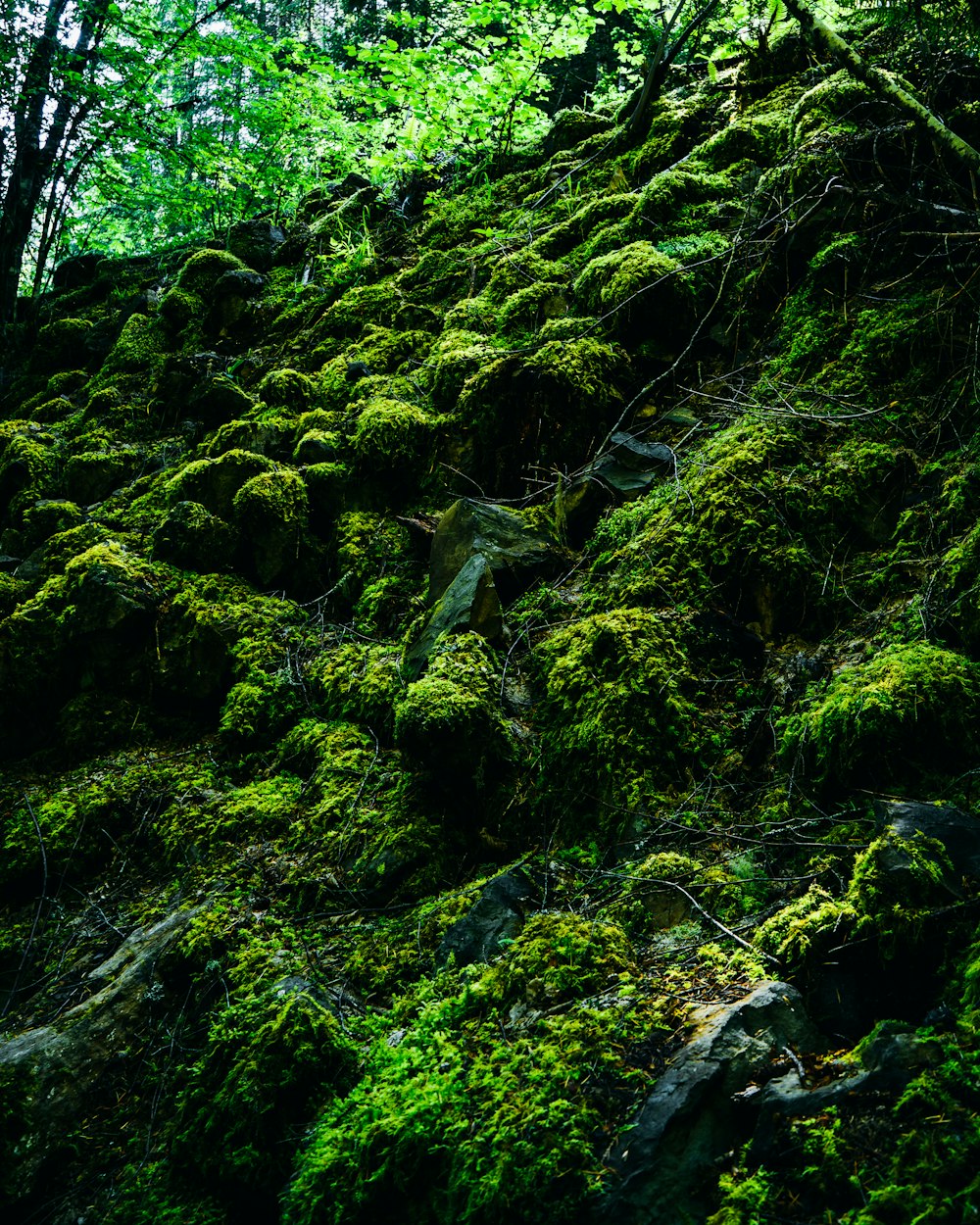 緑の植物